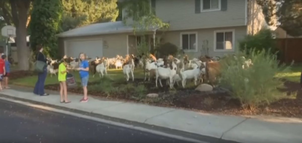 Κατσίκες το ‘σκασαν και βολτάρουν στους δρόμους! – video