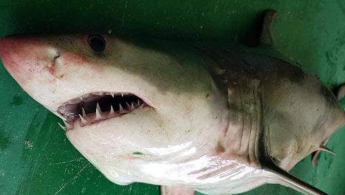 Λευκός καρχαρίας στο Αιγαίο – Πιάστηκε στα δίχτυα ψαράδων!