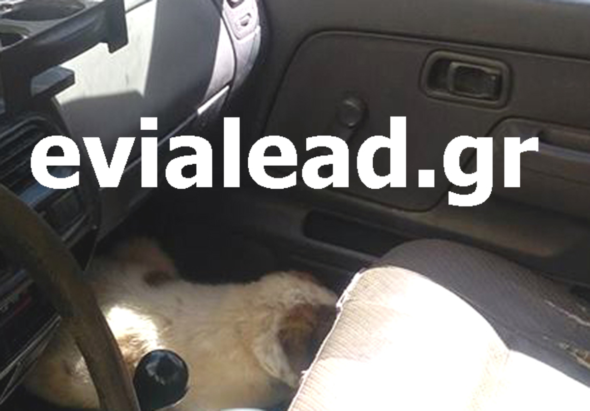 Κλειδωμένο σκυλάκι σε αυτοκίνητο για ώρες μέσα στον ήλιο – Το έσωσε η Αστυνομία!!! – video