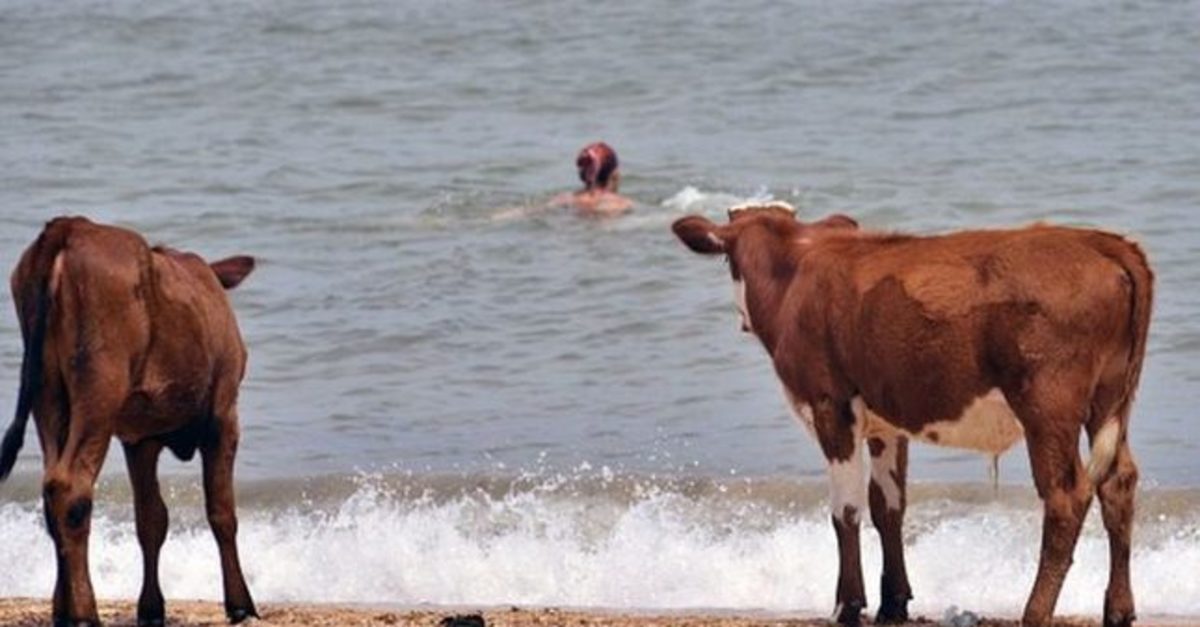 Σουηδία: Αγελάδες σε παραλίες γυμνιστών!