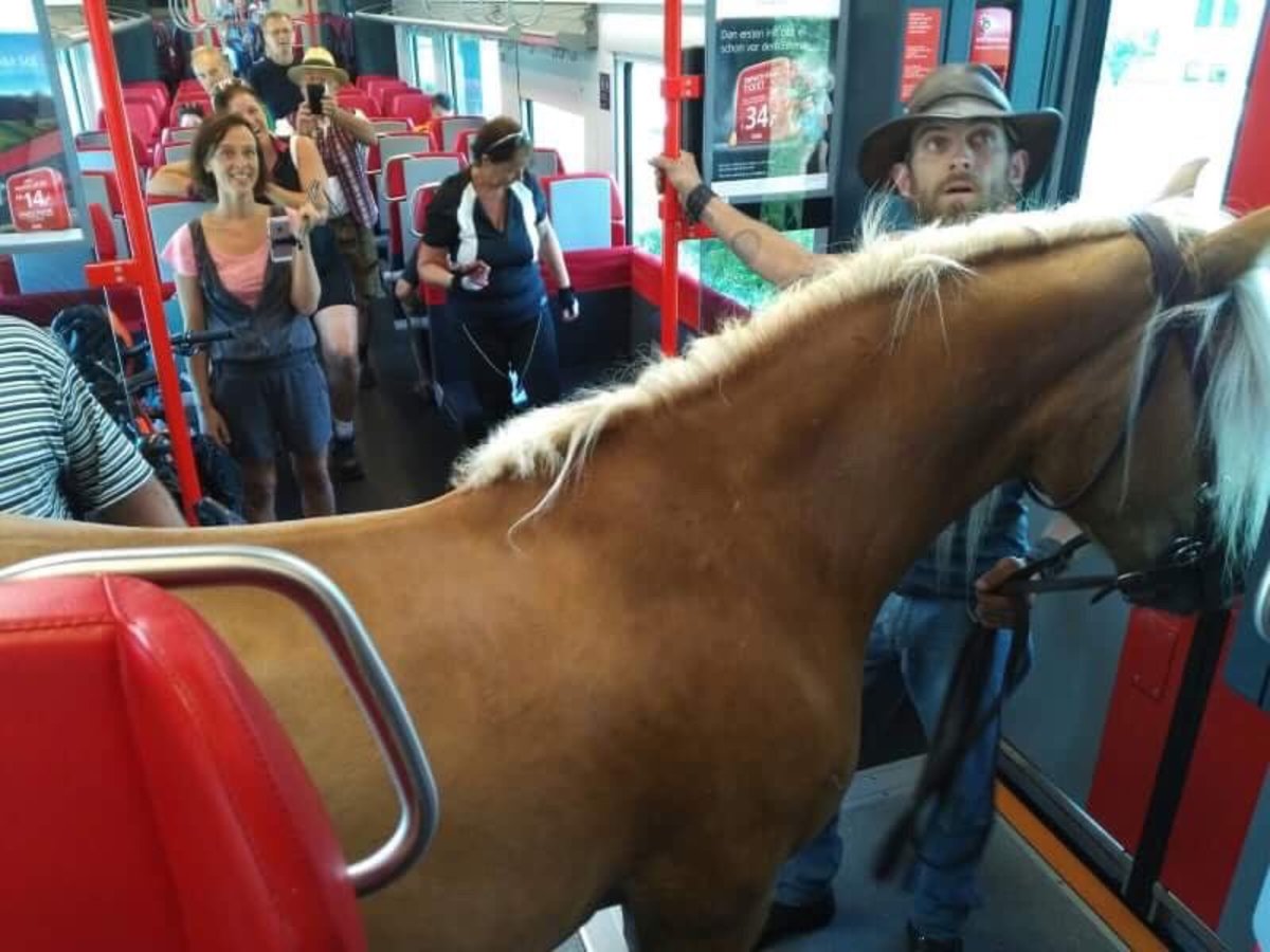 Μπήκε χαλαρός στο τρένο παρέα με… το άλογό του! [pics]