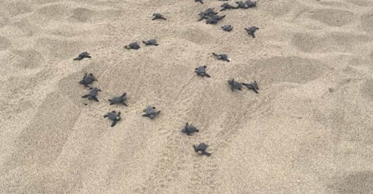 Κρήτη: Βγήκαν τα πρώτα χελωνάκια στα Φαλάσαρνα – video