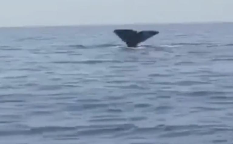 Φάλαινα στα Σφακιά! Θαρραλέος κολυμβητής βούτηξε δίπλα της! – video