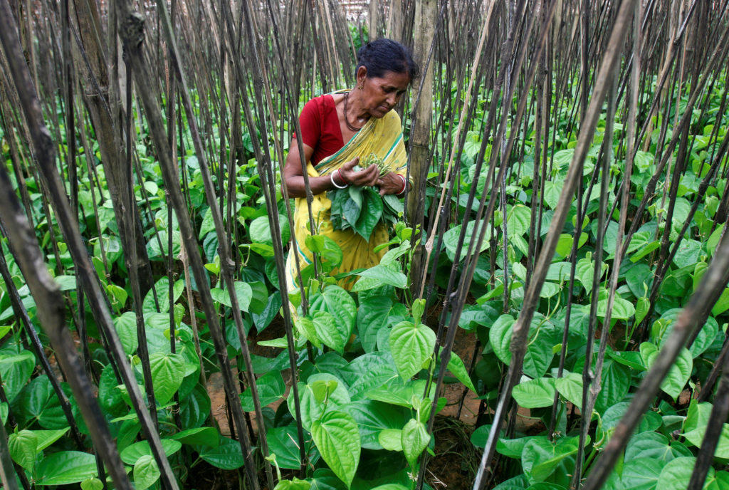 Ινδία: Εκατοντάδες χιλιάδες εργάτες στις φυτείες τσαγιού απεργούν ζητώντας αύξηση 40 σεντς