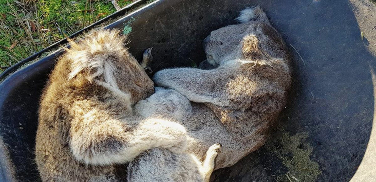 Θλιβερές εικόνες στην Αυστραλία! Κοάλα πεθαίνουν από την πείνα – video