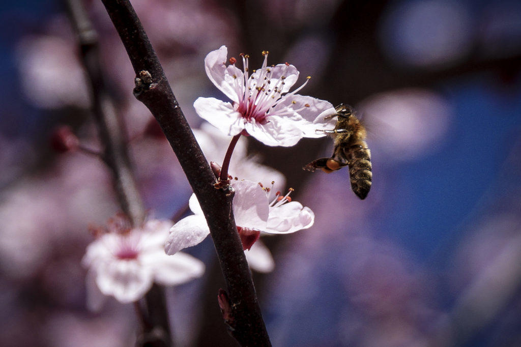 Μπορεί μια μέλισσα να σταματήσει την παγκόσμια εξάρτηση από τα πλαστικά; Αποκαλυπτική έρευνα