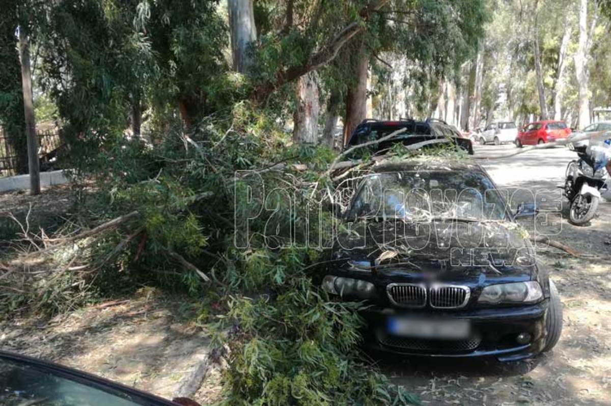 Πρέβεζα: Έβλεπαν το δέντρο να πέφτει πάνω τους – Η απόφαση της στιγμής που αποδείχθηκε σωτήρια