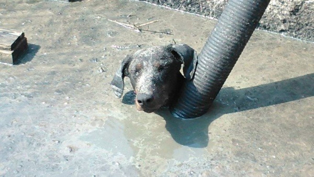 Κρήτη: Έσωσαν σκυλίτσα από δεξαμενή με απόβλητα [pics]