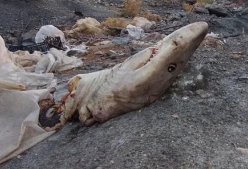 Κρήτη: Ο καρχαρίας που τους έκοψε τα γόνατα – Γύρισαν το κεφάλι και είδαν εικόνες αποκρουστικές [pics]