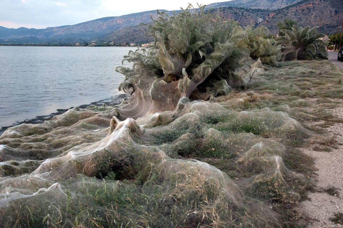 Αυτή είναι η εξήγηση για το φαινόμενο με τις αράχνες στο Αιτωλικό!