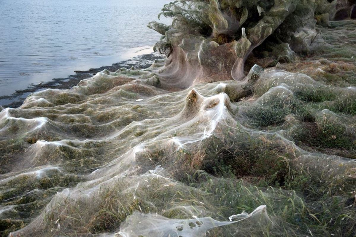 Αιτωλικό: Απίστευτες εικόνες στην παραλία – Το πέπλο που έφτιαξαν αράχνες κάλυψε τα πάντα [pics]