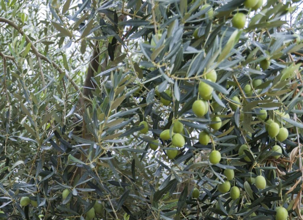 Ο 29χρονος Έλληνας που έφτιαξε κλωνοποιημένη ελιά για να την ταξιδέψει στον κόσμο