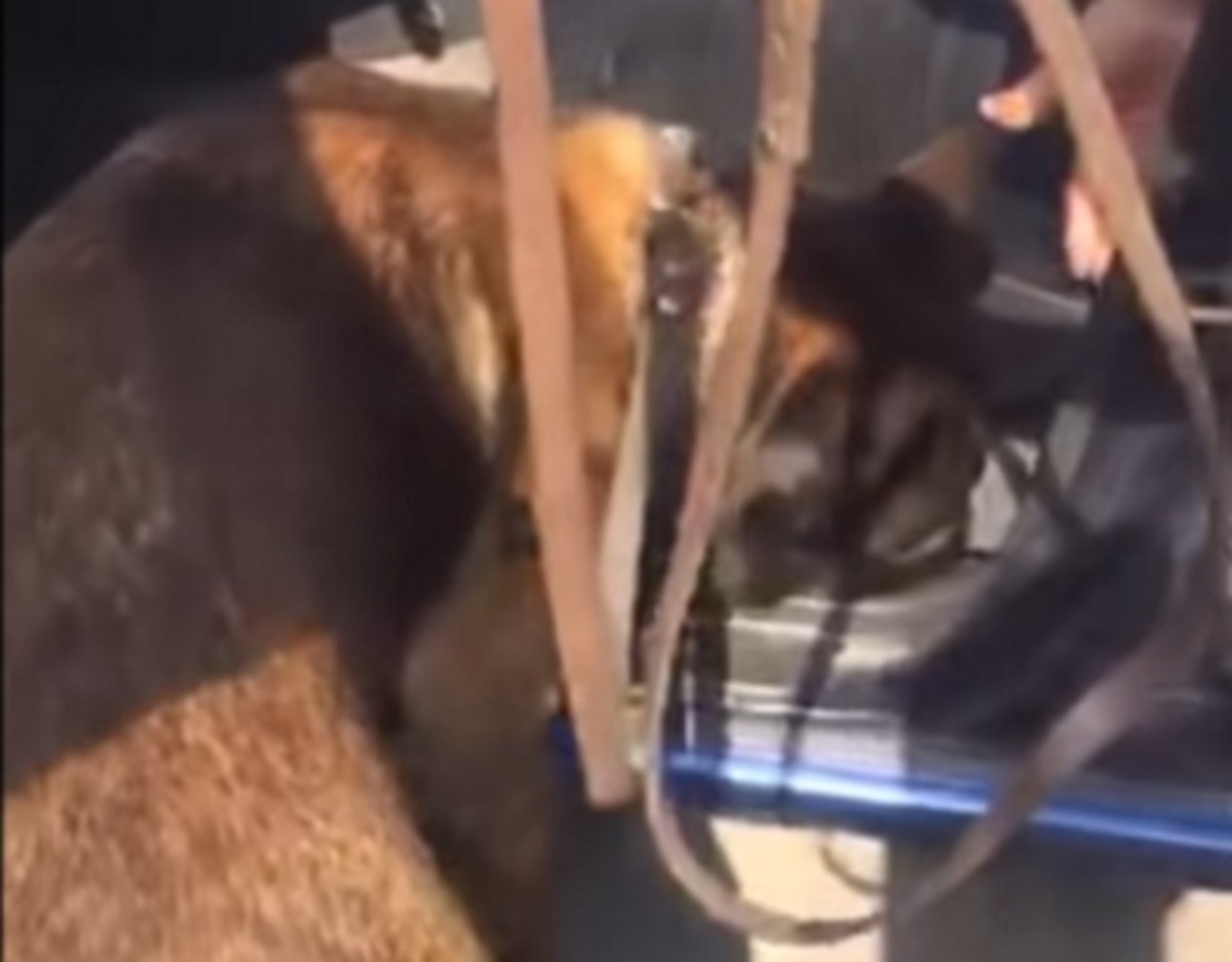 Πάτρα: Η στιγμή που αστυνομικός σκύλος μπαίνει στο αυτοκίνητο και γαυγίζει στο σωστό σημείο – video