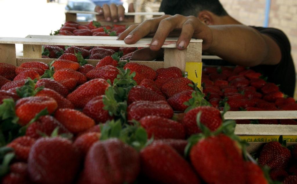 Σκάνδαλο με φράουλες στην Αυστραλία: Καρφωμένες βελόνες και σε άλλα φρούτα – Ακόμα και 10 χρόνια φυλακή στους δράστες