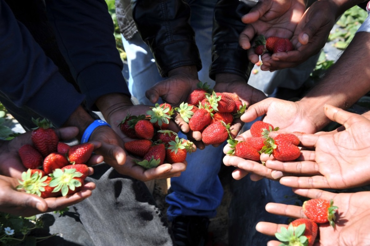 Φράουλες «φόνισσες» σοκάρουν την Αυστραλία! Βελόνες και καρφίτσες στα φρούτα