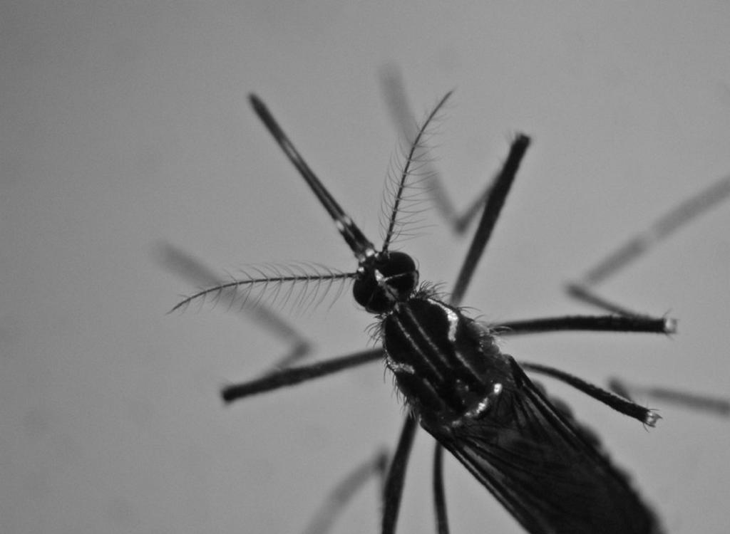 Συναγερμός για ασθένειες που μεταδίδονται στον άνθρωπο από τα κουνούπια – Αυτά συμβουλεύουν οι ειδικοί