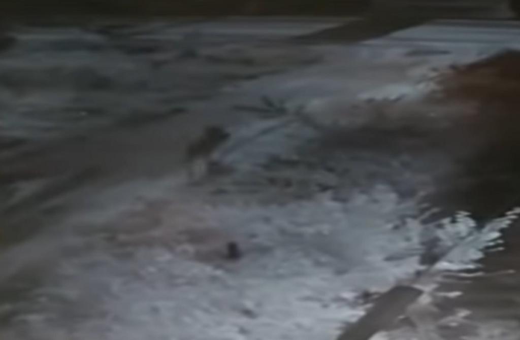 Λύκος αρπάζει μικρό σκυλί από αυλή στην Κοζάνη! – video
