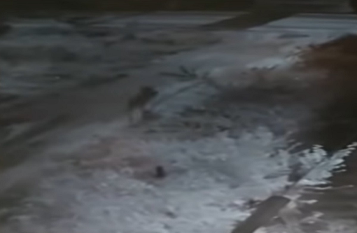 Λύκος αρπάζει μικρό σκυλί από αυλή στην Κοζάνη! – video