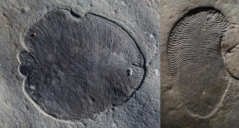 Το αρχαιότερο λίπος στην Ιστορία ηλικίας 558 εκατομμυρίων ετών! – video