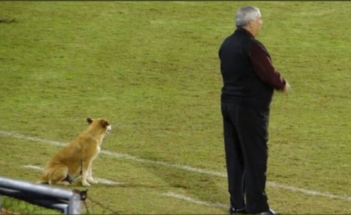 Η απίστευτη αδέσποτη σκυλίτσα που… έγινε “βοηθός” προπονητή! [pic]