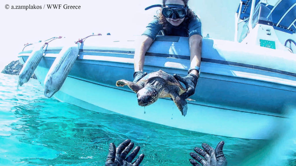 Τραυματισμένη θαλάσσια χελώνα διασώθηκε από εθελοντές [pics]
