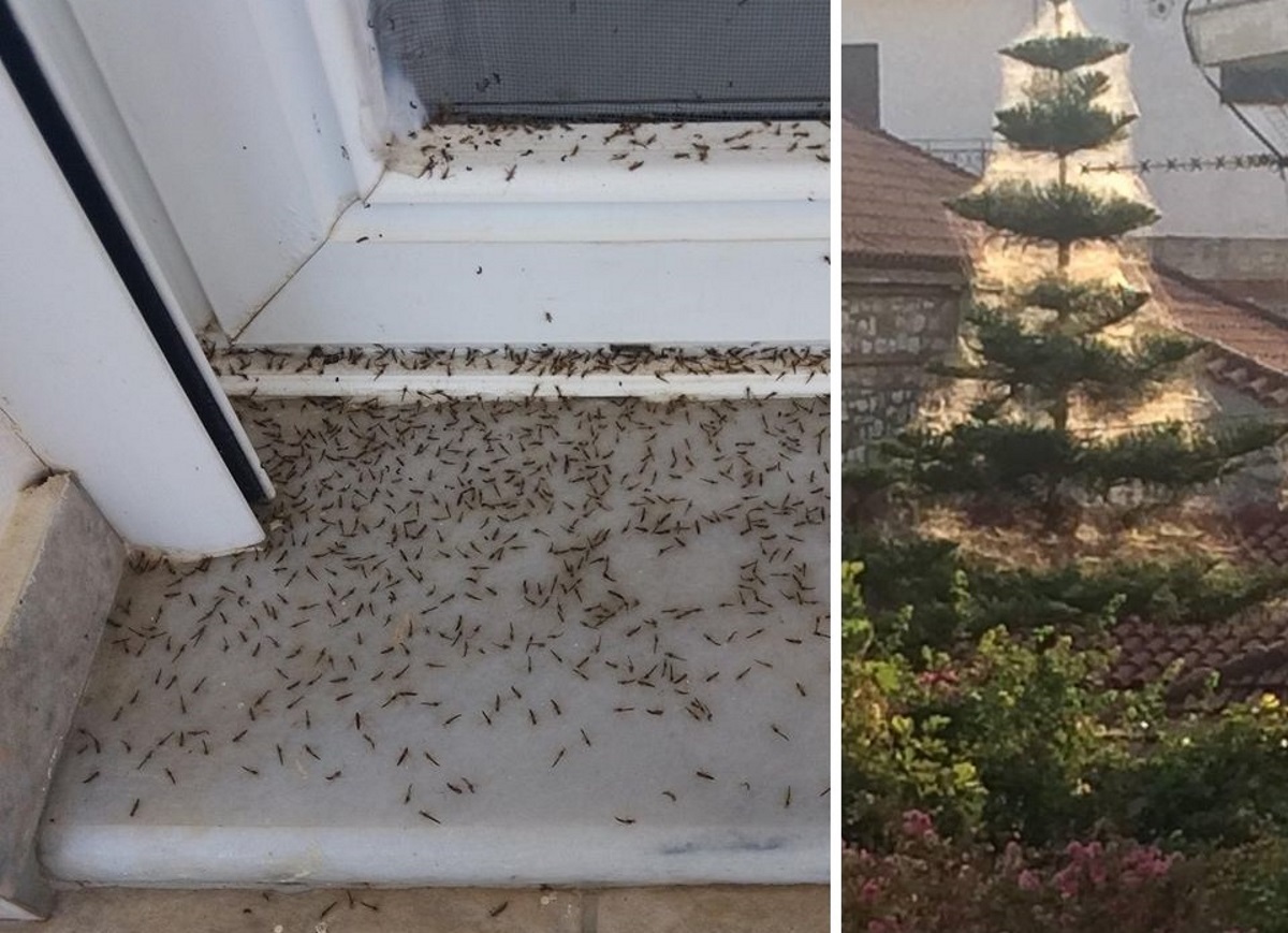 Εικόνες ταινίας θρίλερ στο Αιτωλικό! Αράχνες και κουνούπια κύκλωσαν τα σπίτια!