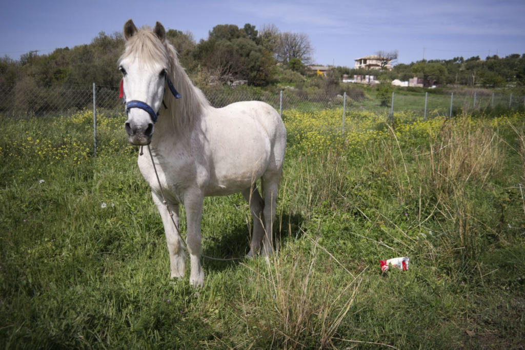 Κατερίνη: Νεκρό άλογο μετά από σύγκρουση με αυτοκίνητο