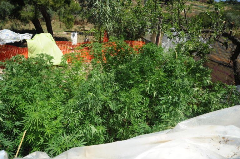 Ημαθία: Καλλιεργούσε 50 δενδρύλλια κάνναβης μέσα σε χωράφι