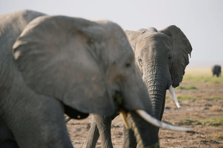 “Πάρτι” λαθροκηνυγών στην Μποτσουάνα – Έγδαραν και αποκεφάλισαν 87 ελέφαντες