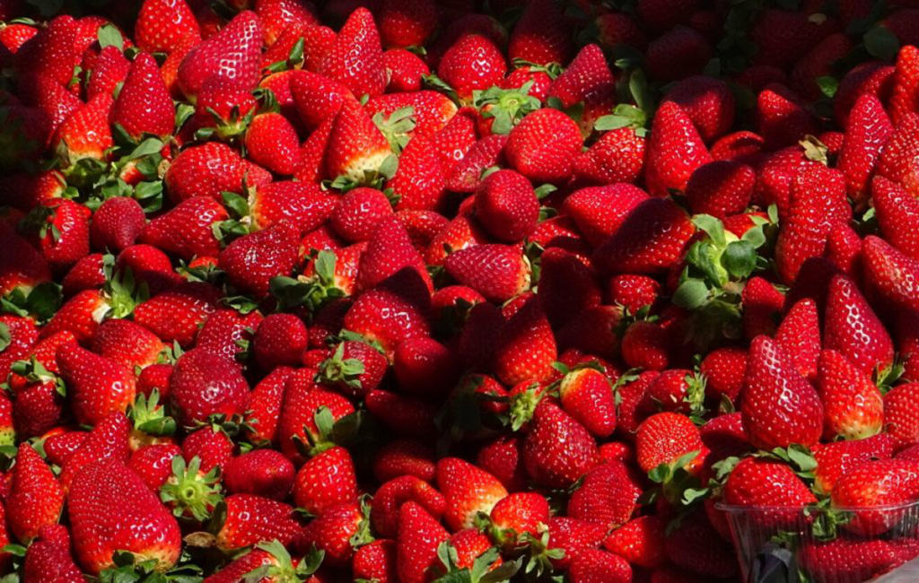 Αυστραλία: “Εξαπλώνονται” σε όλη τη χώρα οι φράουλες με τις βελόνες! Πανικός και “χτύπημα” στην οικονομία