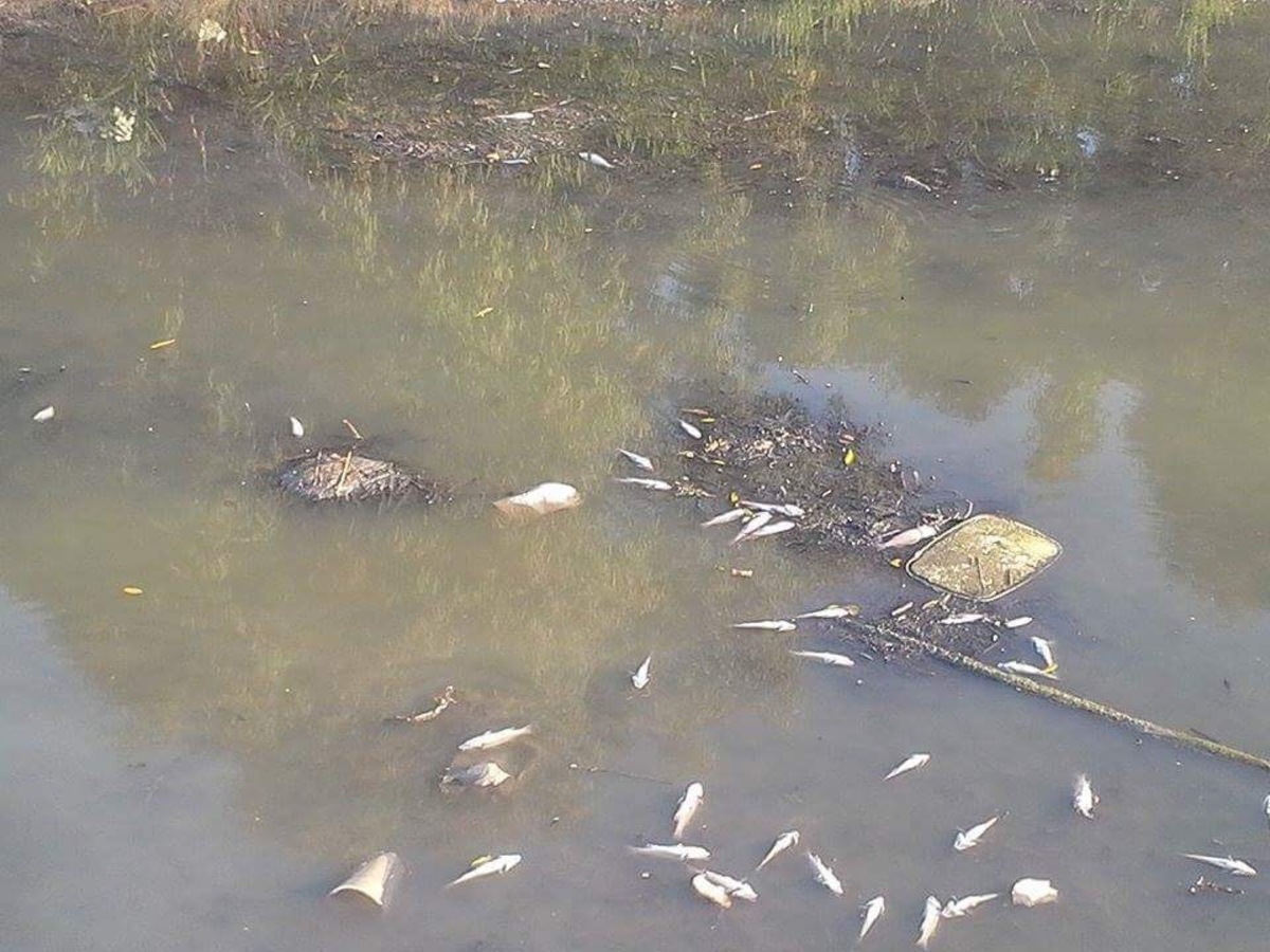 Κέρκυρα: Λύματα στο ποτάμι! Αφόρητη δυσοσμία και νεκρά ψάρια [pics]