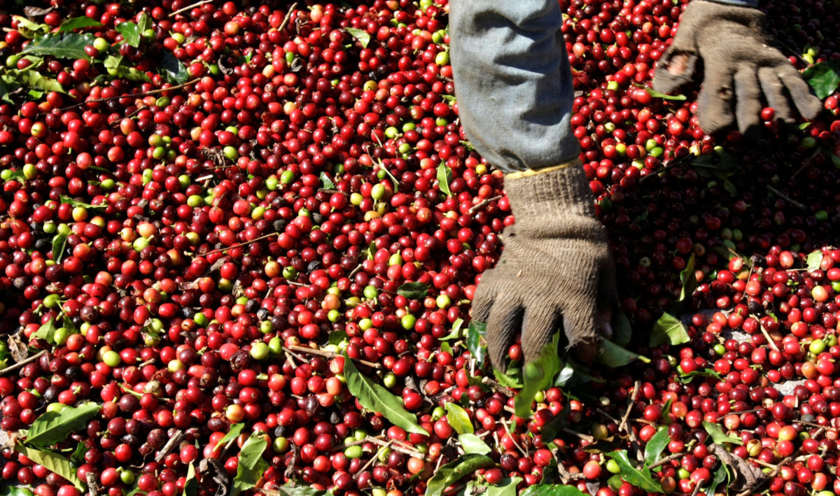 To Ελ Σαλβαδόρ… ποντάρει στον καφέ πρώτης ποιότητας