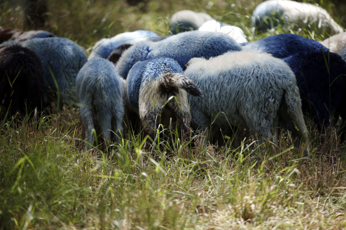 Γιάννενα: Πρόβατα «έκλεισαν» την εθνική οδό [pics]