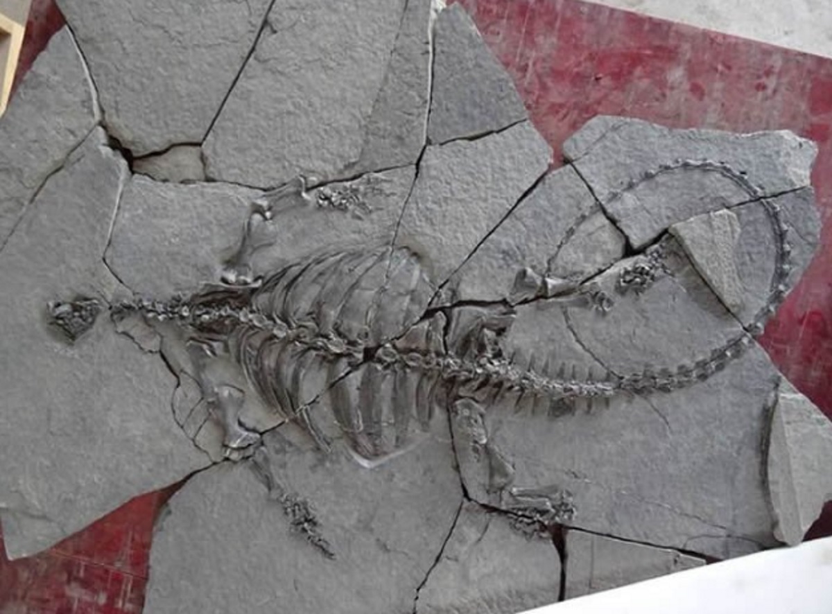 Εκτίθεται σκελετός χελώνας… 228 εκατομμυρίων ετών!