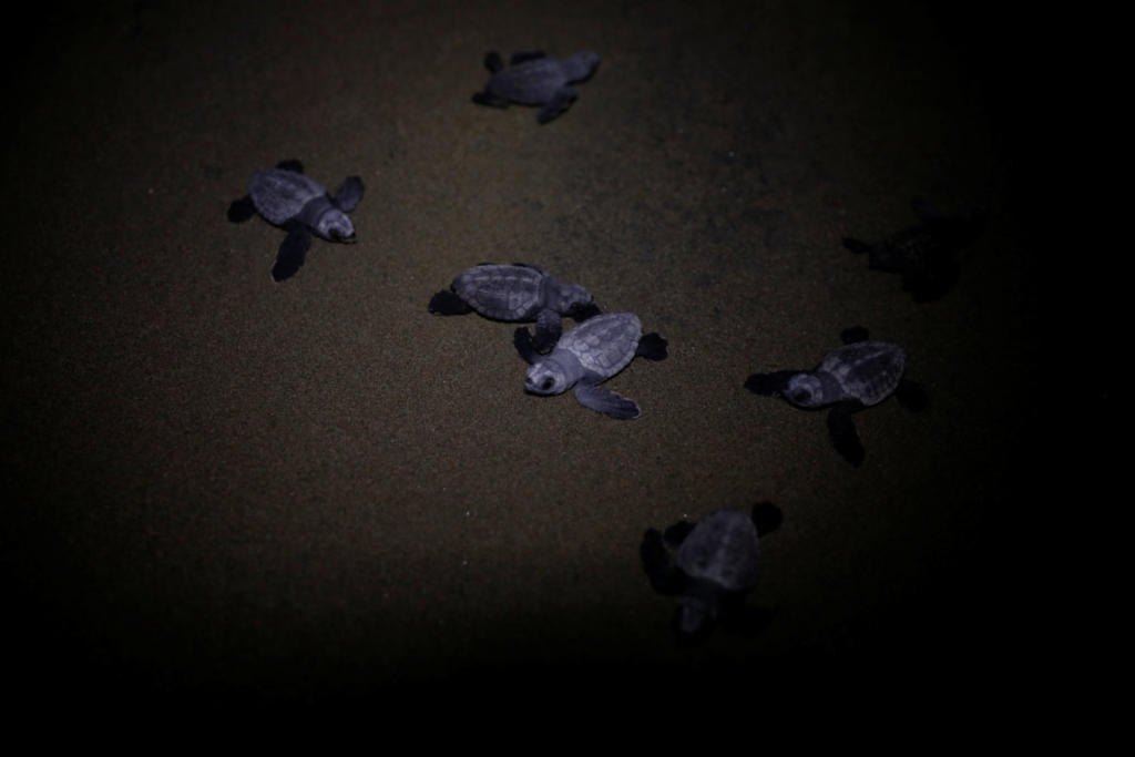 Τρομακτικά στοιχεία για τη θαλάσσια μόλυνση – Πάνω από τις μισές θαλάσσιες χελώνες στους ωκεανούς έχουν φάει πλαστικό!