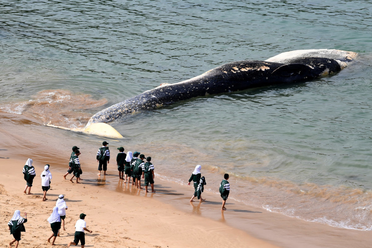 Τεράστια φάλαινα ξεβράστηκε στην Αυστραλία – Μαζεύτηκαν καρχαρίες!