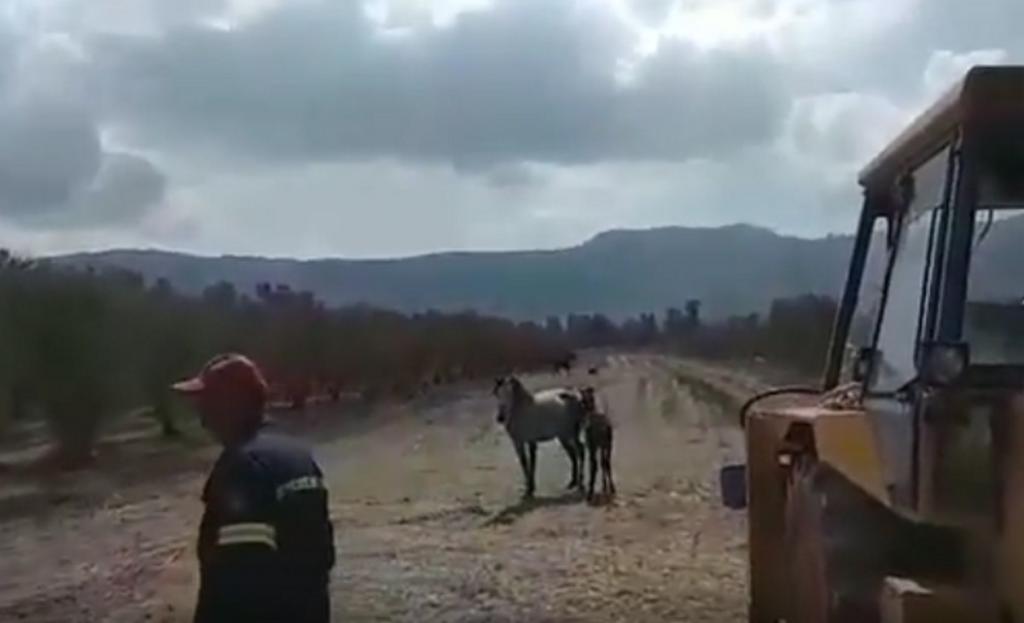 Κρήτη: Επιχείρηση διάσωσης για πουλάρι που έπεσε σε πηγάδι – video