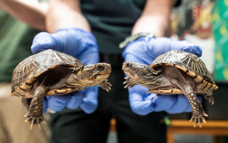 Νησιά Γκαλαπάγκος: Έκλεψαν 123 μωρά γιγαντιαίων χελωνών – Χάθηκαν 4 είδη που ανακάλυψε ο Δαρβίνος