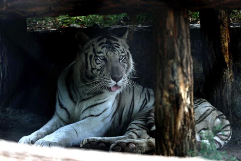 Σπάνιος λευκός τίγρης κατασπάραξε φύλακα στην Ιαπωνία – Τον βρήκαν μισοπεθαμένο στο κλουβί