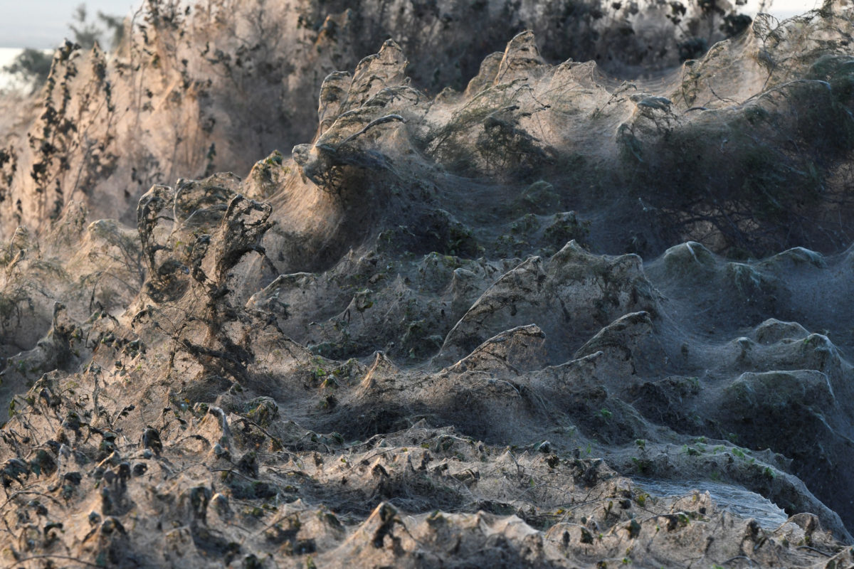 Συγκλονιστικές εικόνες από το πέπλο που έφτιαξαν αράχνες στη λίμνη Βιστωνίδα [pics]