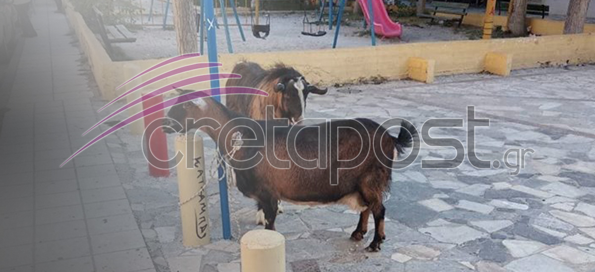 “Συνέλαβαν” κατσίκα και τράγο στην Κρήτη