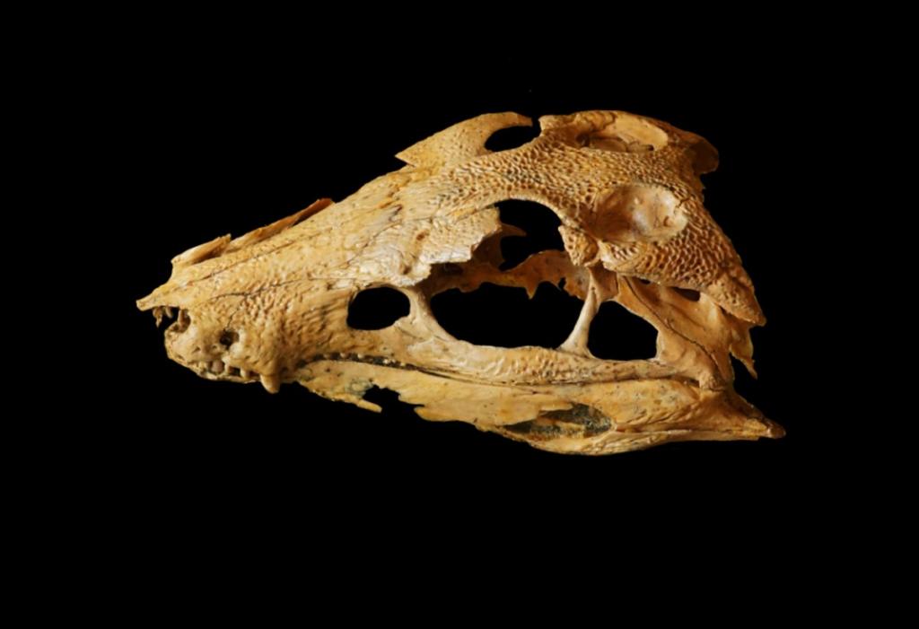 Τεράστιο πουλί είχε φάει το “αρχαιότερο” παιδί των Νεάντερταλ! Ιστορική ανακάλυψη