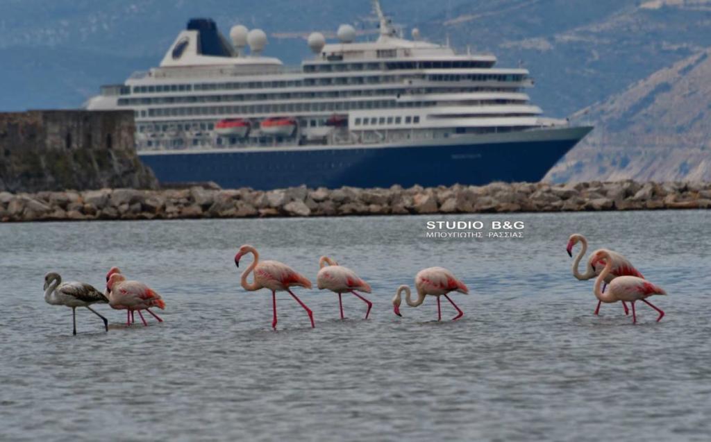 Τα εντυπωσιακά φλαμίνγκο μαγνητίζουν τα βλέμματα στο Ναύπλιο [pics]