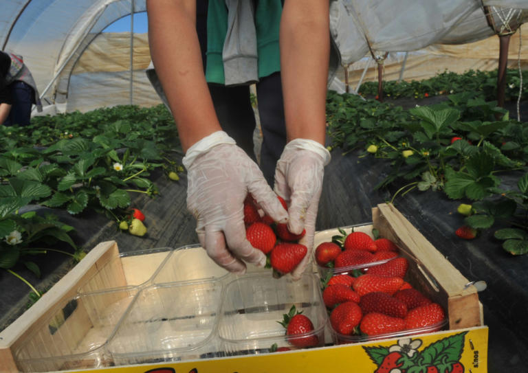 Φονικές φράουλες στην Αυστραλία – Το DNA πρόδωσε την 50χρονη «τιμωρό»