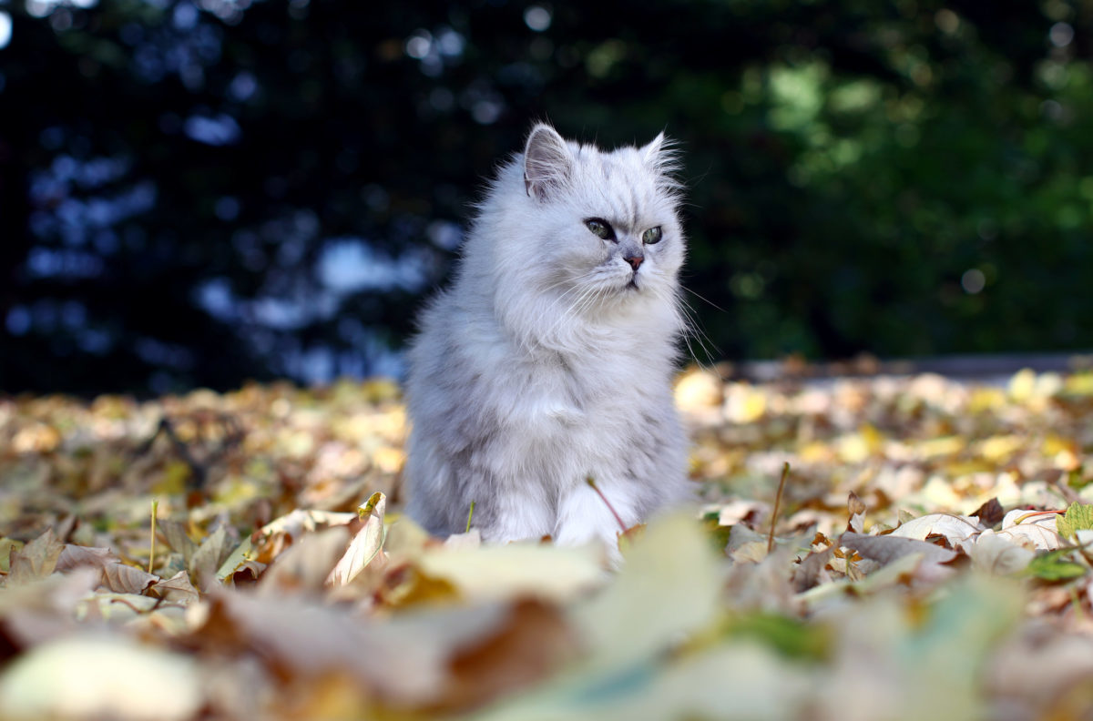 Ρωσική πόλη βρήκε υπεύθυνο φροντίδας για… τις γάτες
