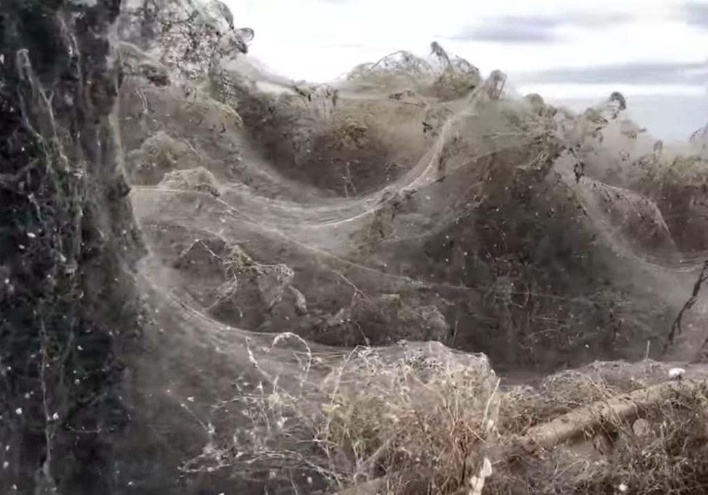 Ξάνθη: Αυτό είναι το ατελείωτο πέπλο που έφτιαξαν αράχνες στη λίμνη Βιστωνίδα – video