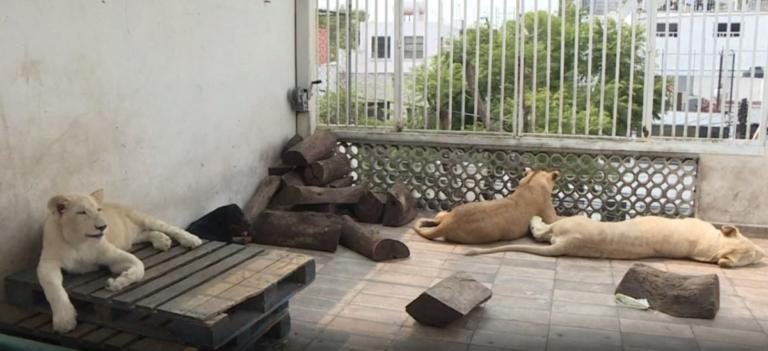 Έχει λιοντάρια στην… αυλή του και αρνείται να τα παραδώσει! [video]