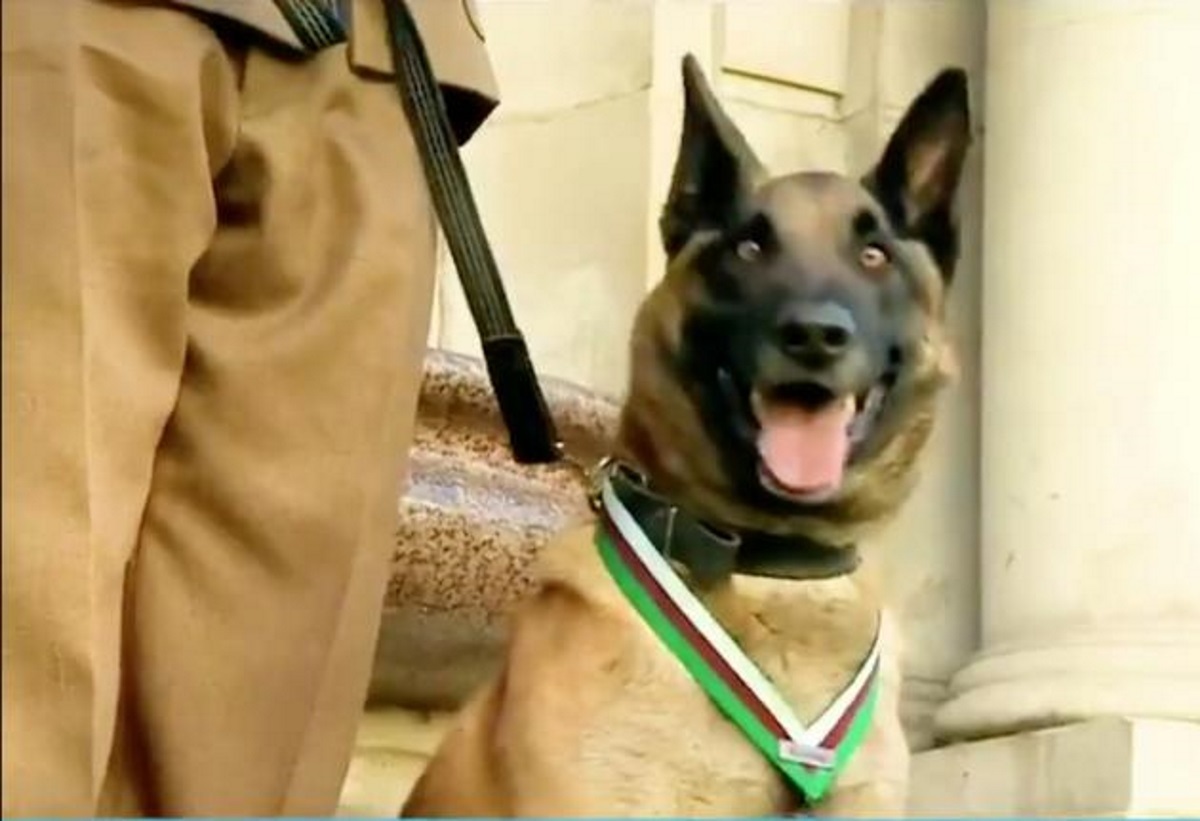 Παγκόσμια Ημέρα Ζώων: Αυτός είναι ο τετράποδος κομμάντο που έκανε σκόνη τους Ταλιμπάν