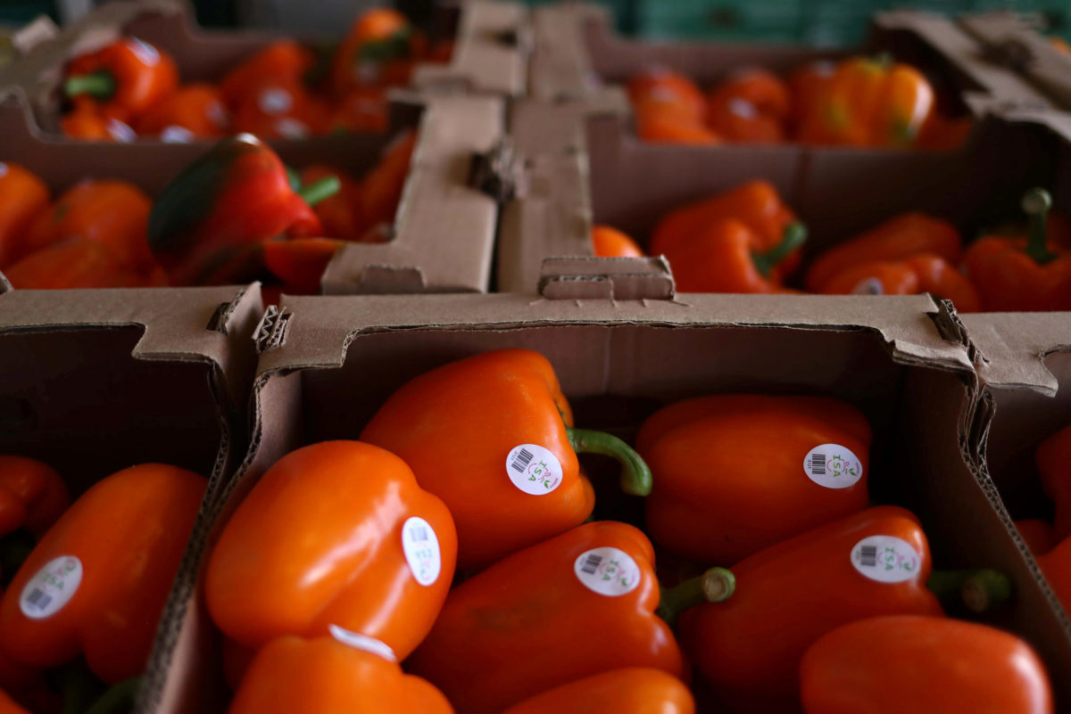 Φαρμάκι οι πιπεριές από την Αλβανία – Κατασχέθηκαν 700 κιλά στον Πειραιά