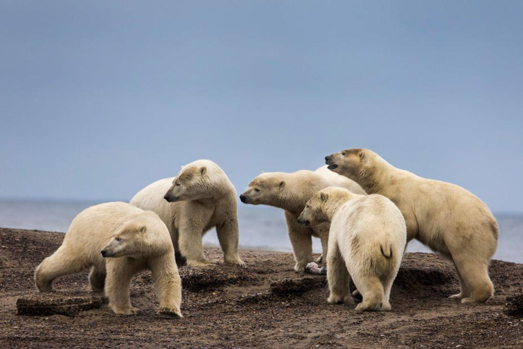 SOS για τις πολικές αρκούδες – Η κλιματική αλλαγή απειλεί να αφανίσει την… τροφή τους